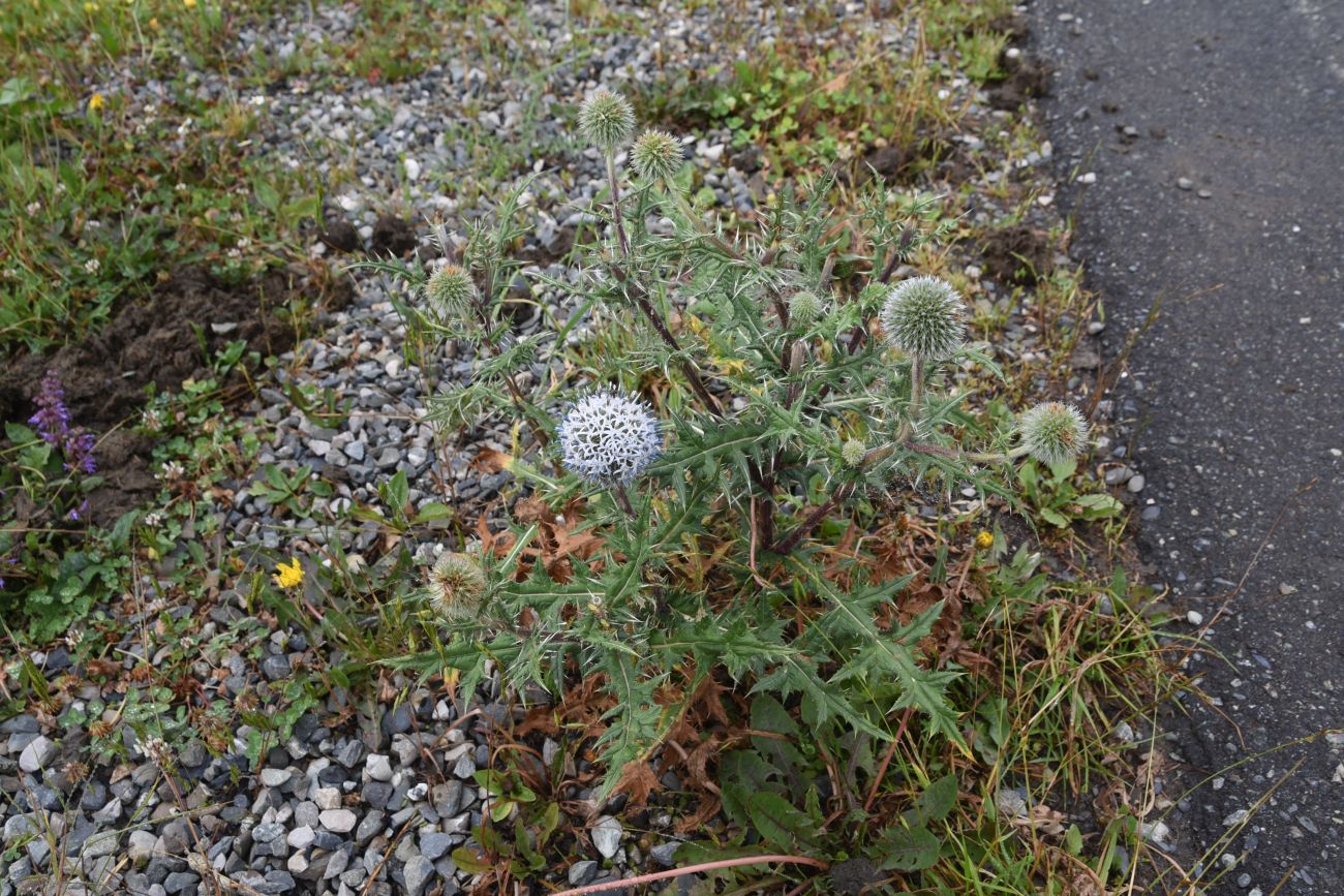 Изображение особи Echinops sphaerocephalus.