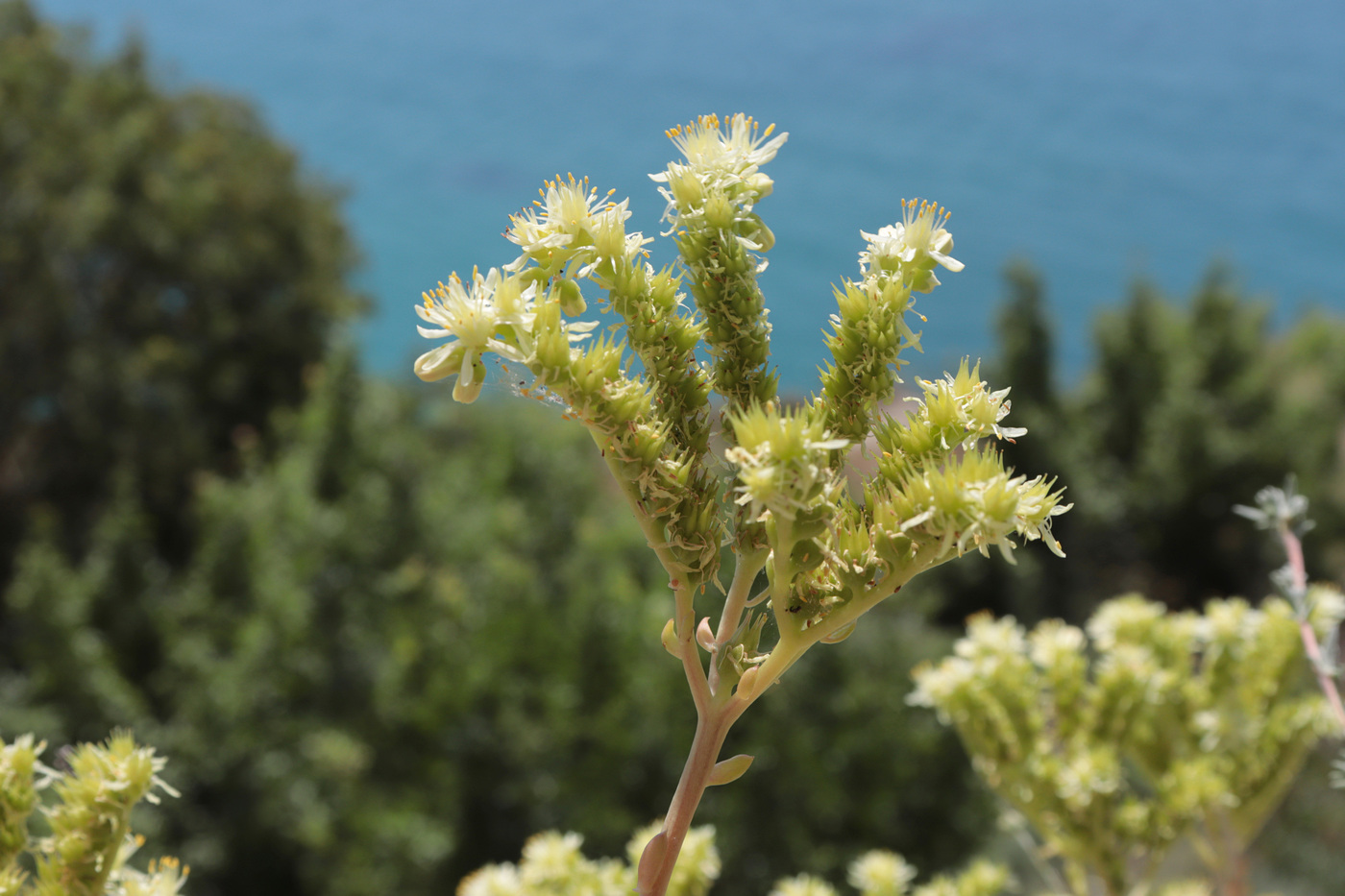 Image of Sedum sediforme specimen.