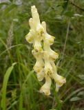 Aconitum kirinense