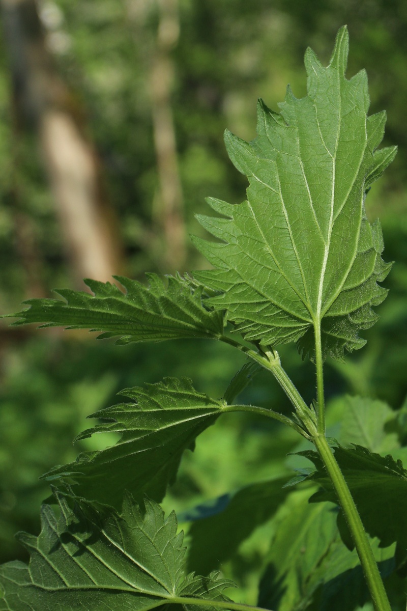 Image of Urtica galeopsifolia specimen.