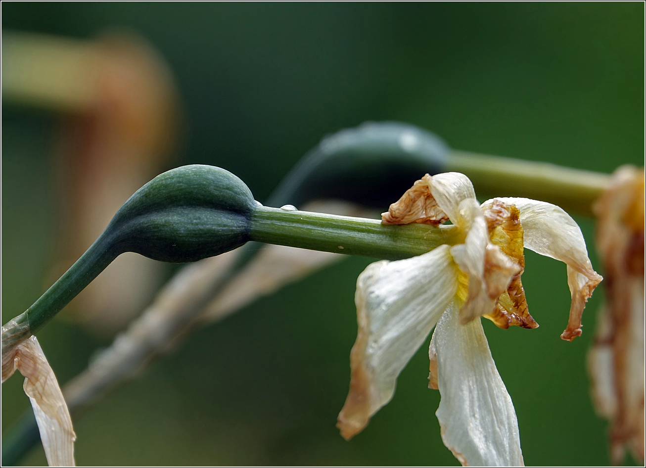 Изображение особи род Narcissus.