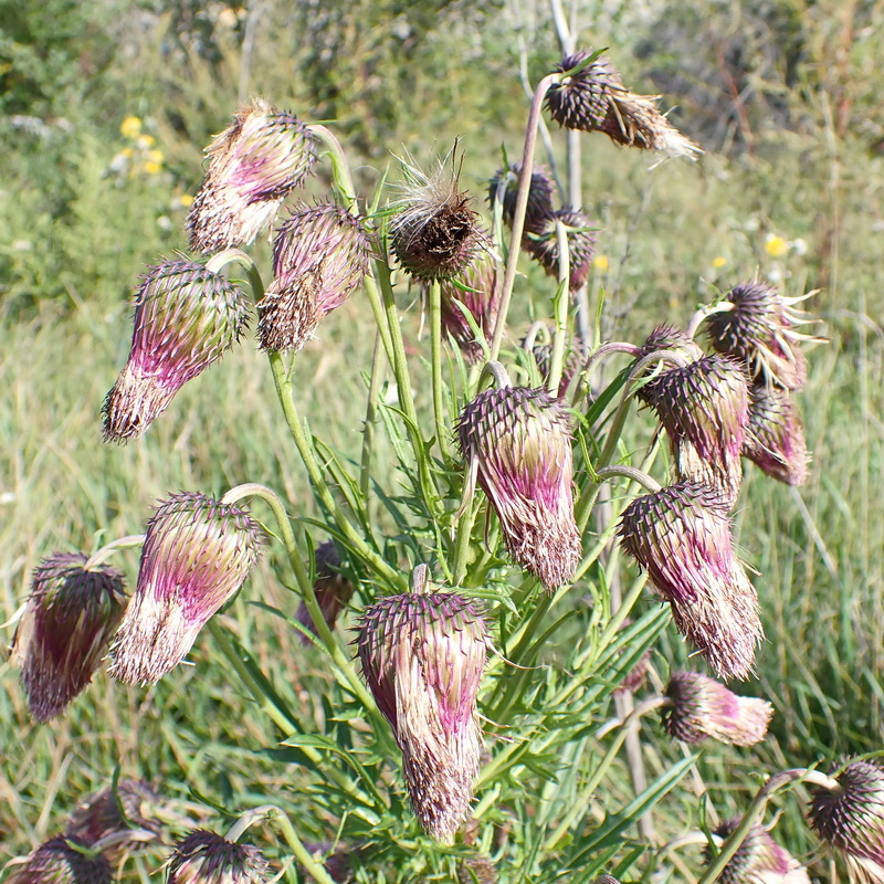 Изображение особи Cirsium pendulum.