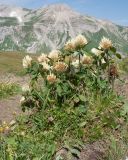 Trifolium canescens. Цветущее растение. Адыгея, Кавказский биосферный заповедник, гора Гузерипль, ≈ 2150 м н.у.м., склон из ожелезнённого слабокарбонатного песчаника с обломками сидерита. 28.06.2023.