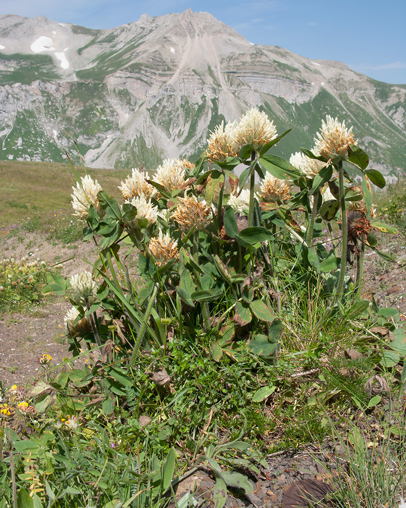 Изображение особи Trifolium canescens.