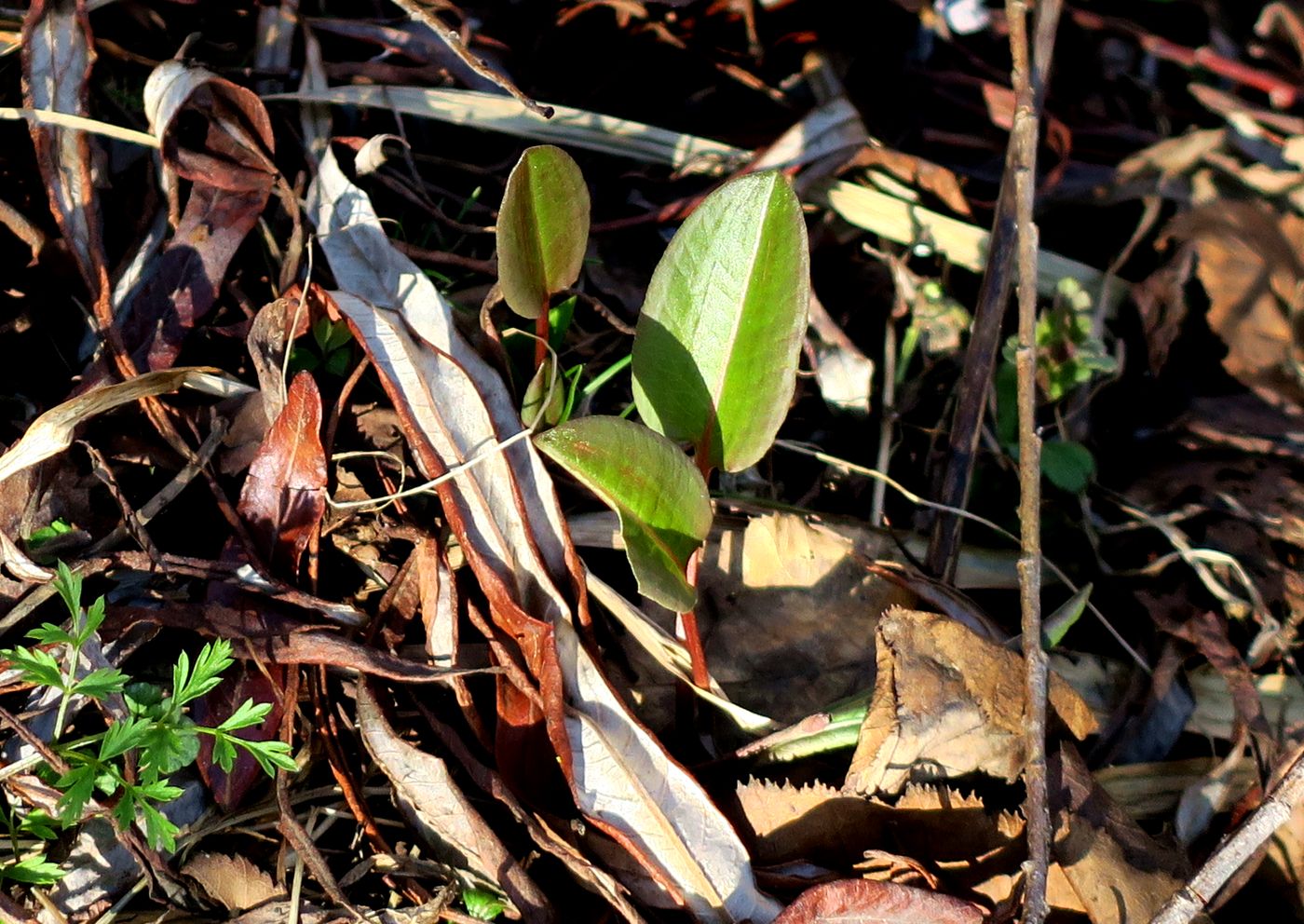 Image of familia Polygonaceae specimen.