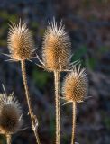 Dipsacus laciniatus