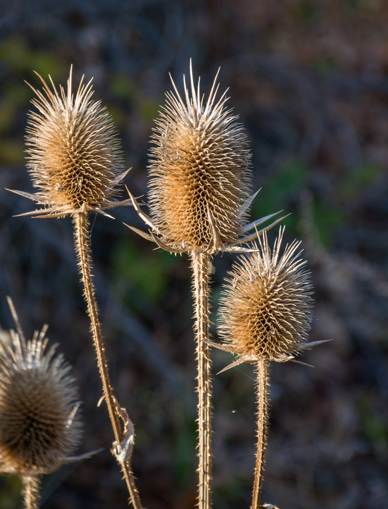 Изображение особи Dipsacus laciniatus.