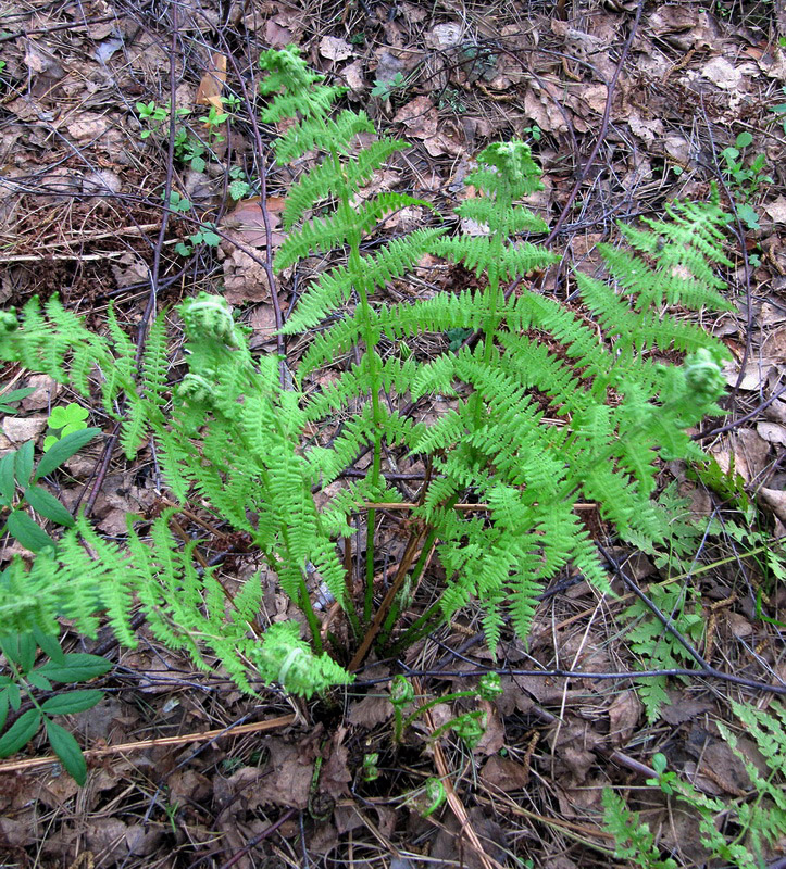 Image of Athyrium filix-femina specimen.