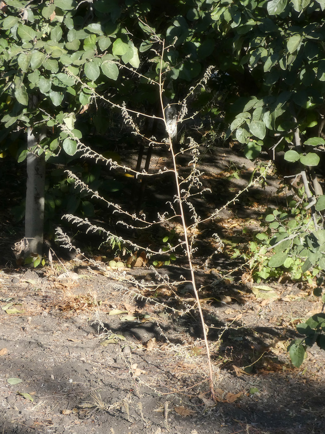 Image of genus Atriplex specimen.