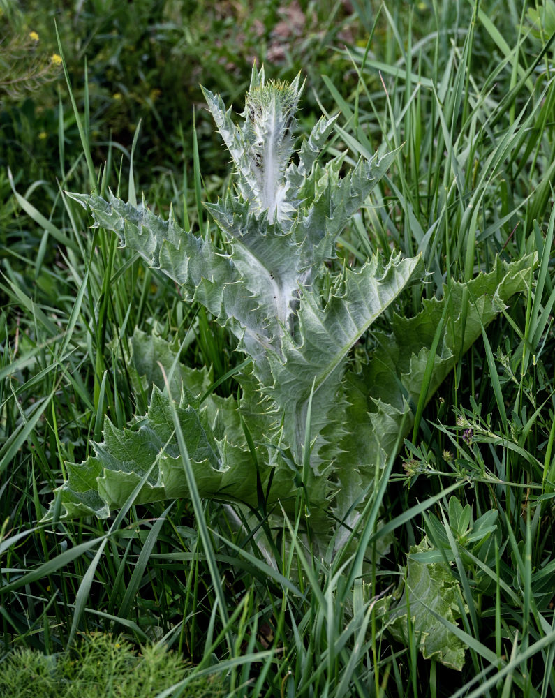Image of Onopordum acanthium specimen.