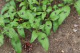 Persicaria maculosa