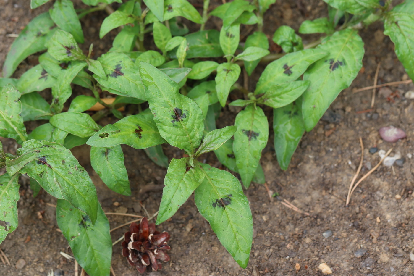 Изображение особи Persicaria maculosa.