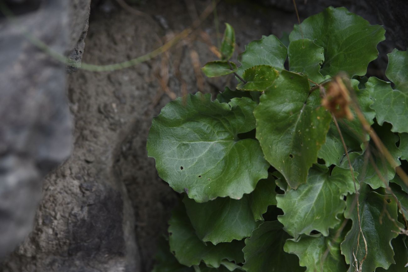 Image of familia Brassicaceae specimen.