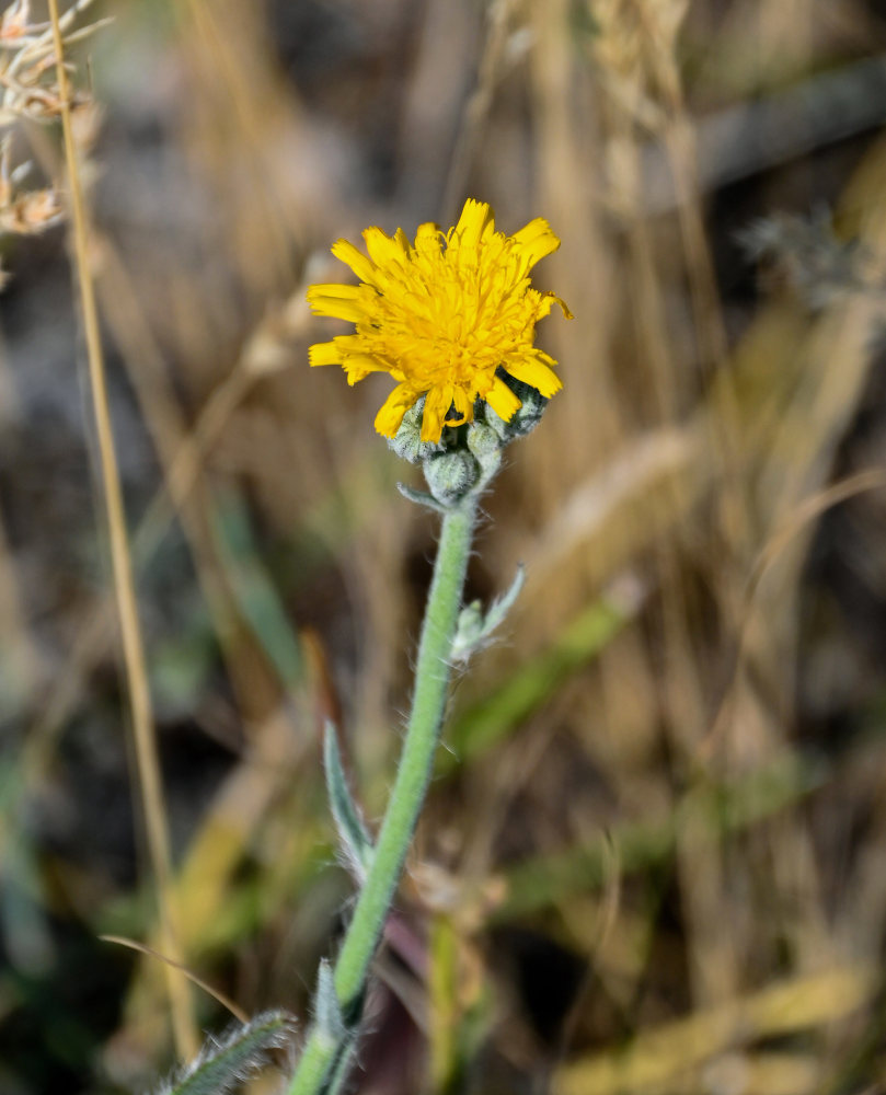 Изображение особи Pilosella echioides.