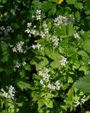 Cardamine amara. Цветущие растения (справа - листья Ranunculus repens). Московская обл., окр. г. Железнодорожный, черноольшаник. 30.05.2022.