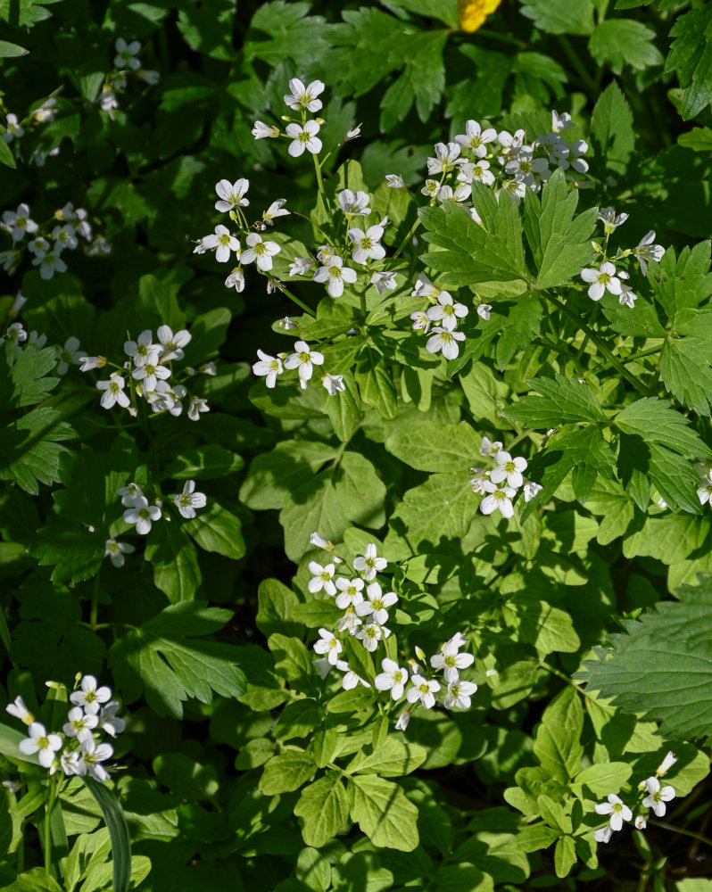 Изображение особи Cardamine amara.