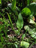 Bupleurum triradiatum