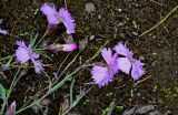 Dianthus repens