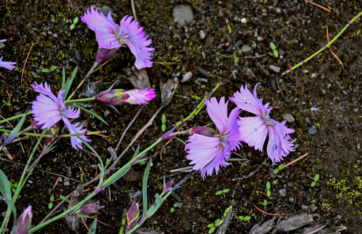 Изображение особи Dianthus repens.