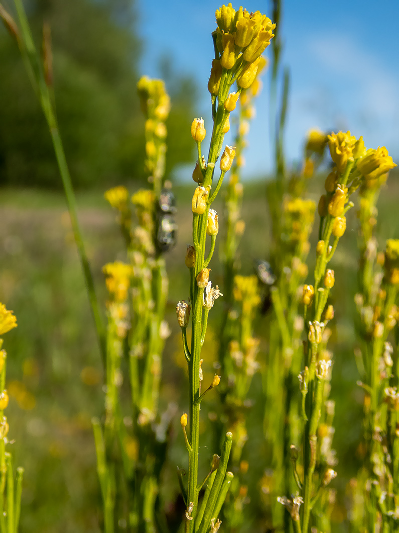 Image of Barbarea stricta specimen.