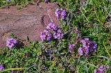 род Thymus. Цветущие растения. Киргизия, Ошская обл., Памир, Заалайский хр., берег оз. Тулпар-Кёль, ≈ 3600 м н.у.м., каменистый участок альпийского луга. 04.07.2022.