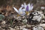 Crocus tauricus