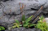 Plantago camtschatica. Плодоносящее растение. Курильские о-ва, о-в Итуруп, окр. мыса Одесский, каменистый пляж. 21.08.2023.