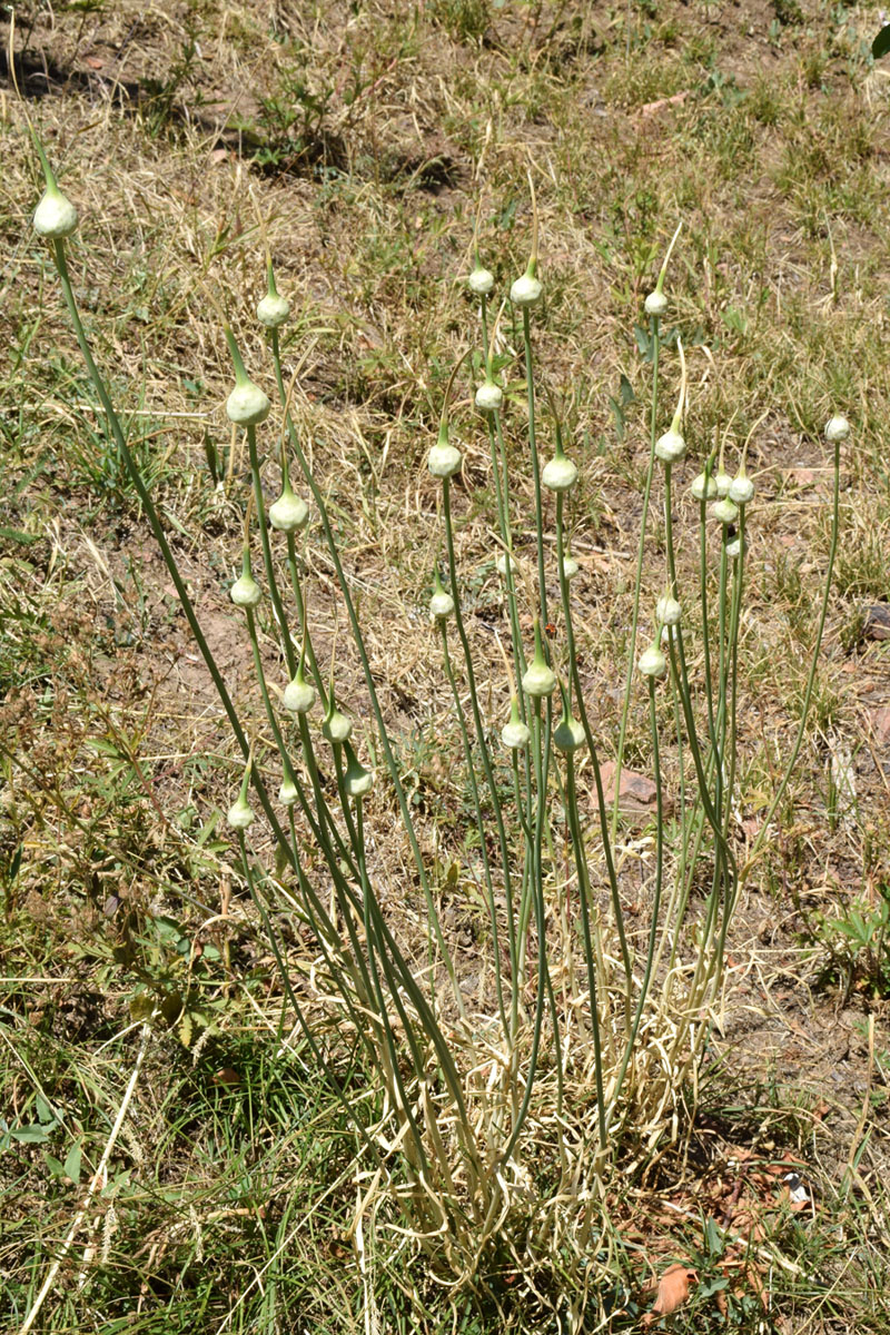 Изображение особи Allium sativum.