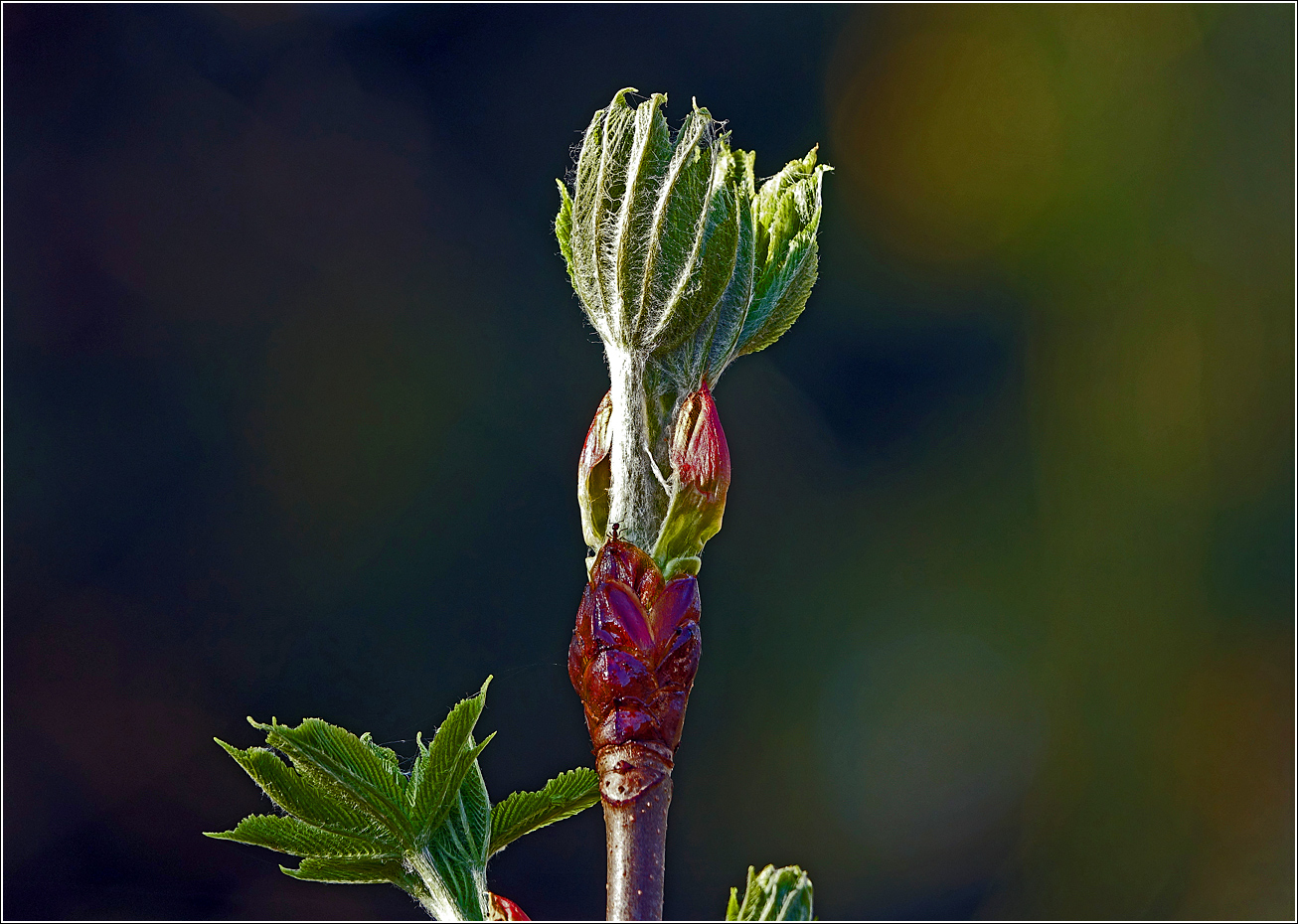 Image of Aesculus hippocastanum specimen.
