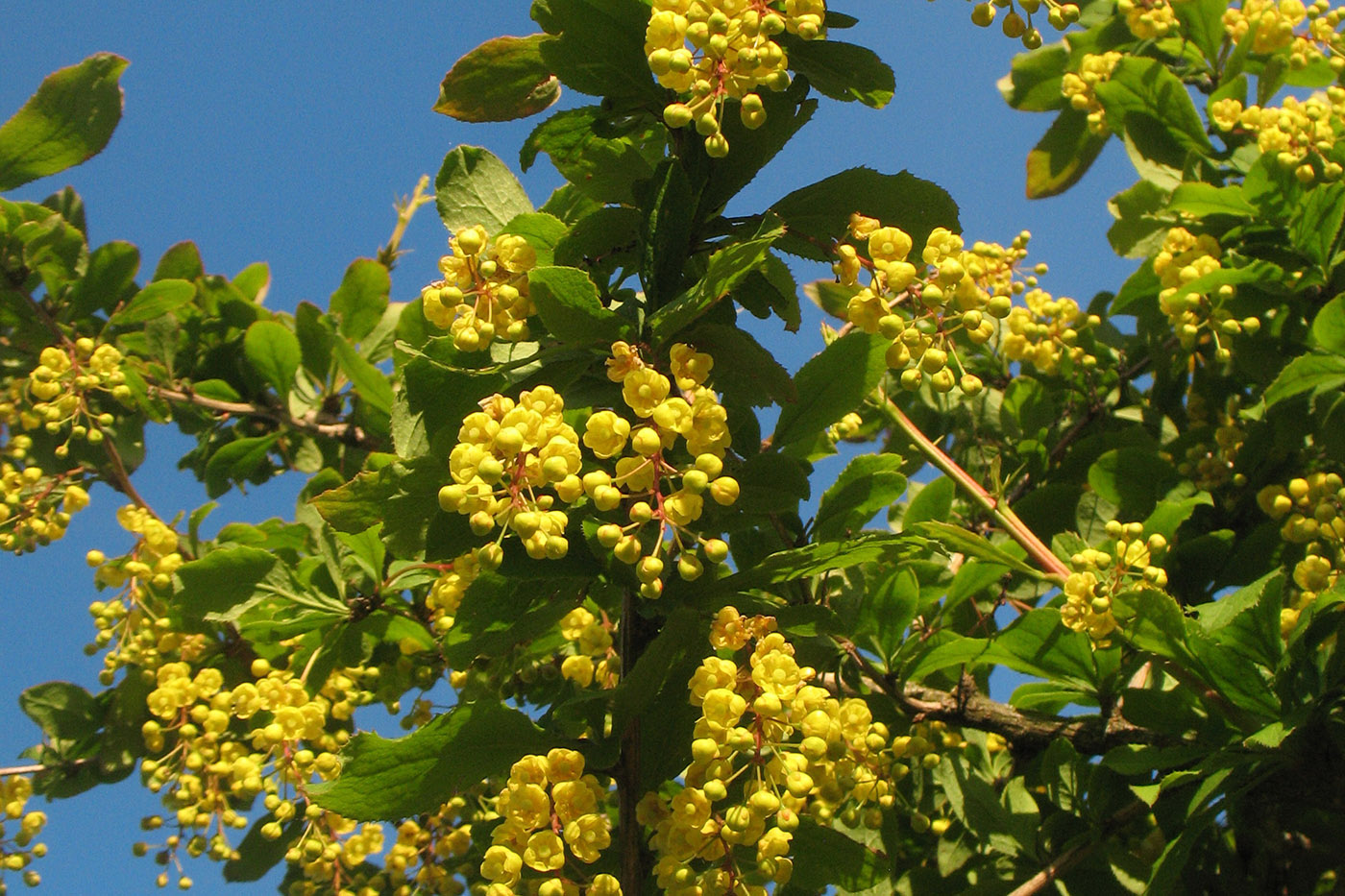 Image of Berberis vulgaris specimen.