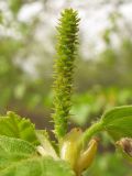 Betula pubescens. Пестичное соцветие. Нидерланды, провинция Дренте, национальный парк Drentsche Aa, заболоченный лес на берегу небольшого озера. 27 апреля 2008 г.