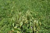 Veratrum lobelianum