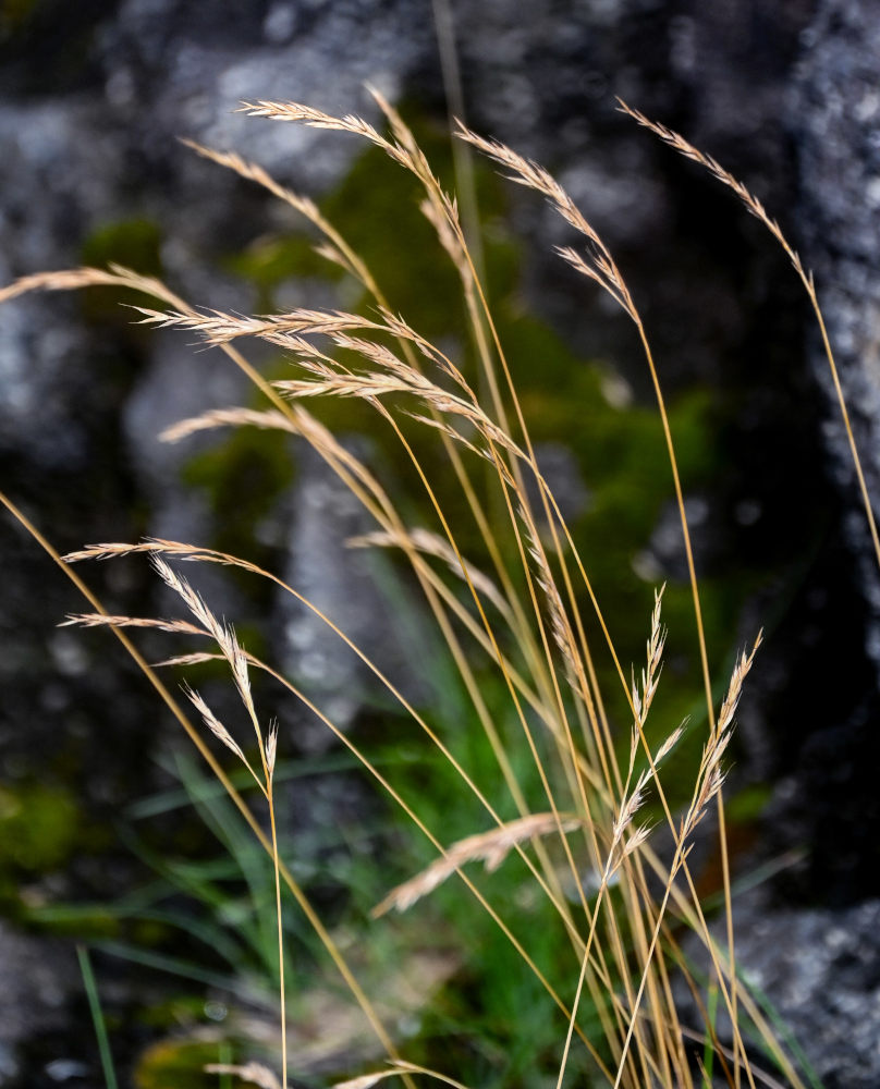 Image of familia Poaceae specimen.