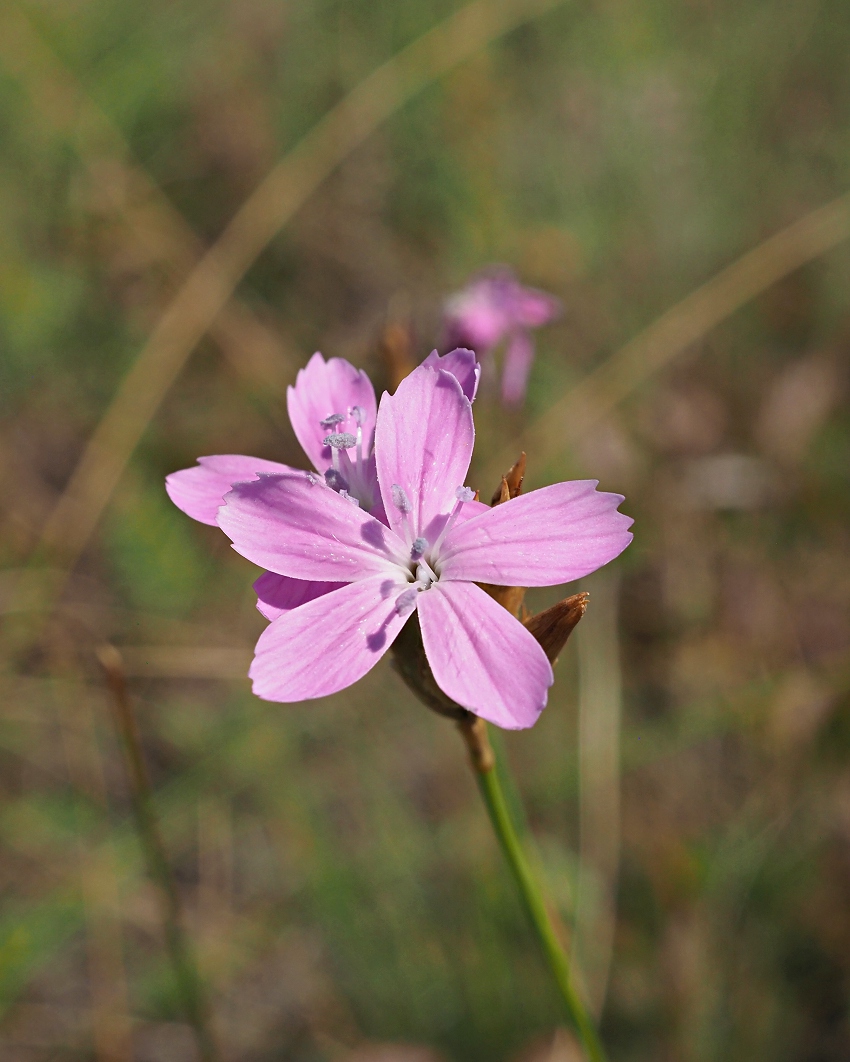 Image of Dianthus borbasii specimen.