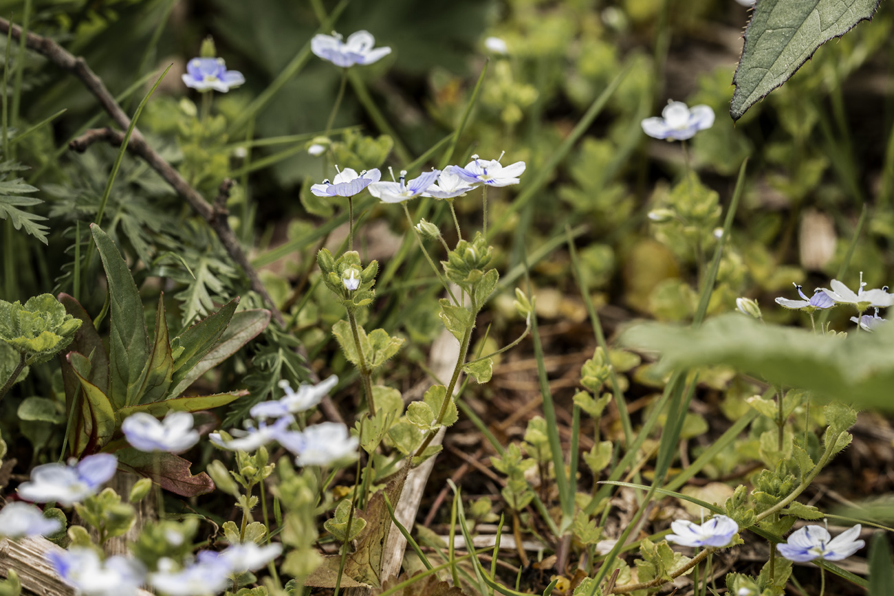 Image of Veronica filiformis specimen.