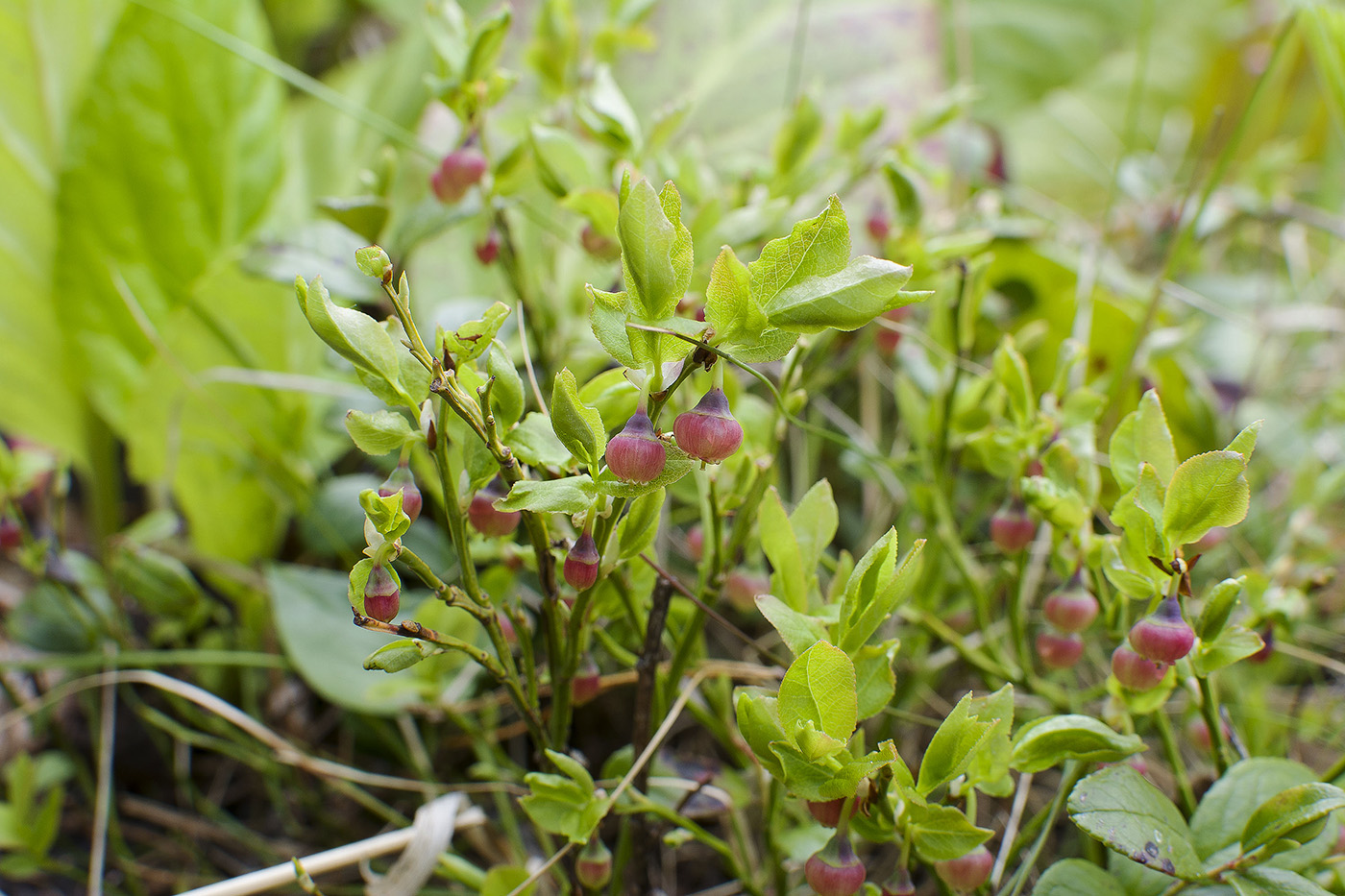 Image of Vaccinium myrtillus specimen.