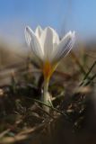 Crocus tauricus