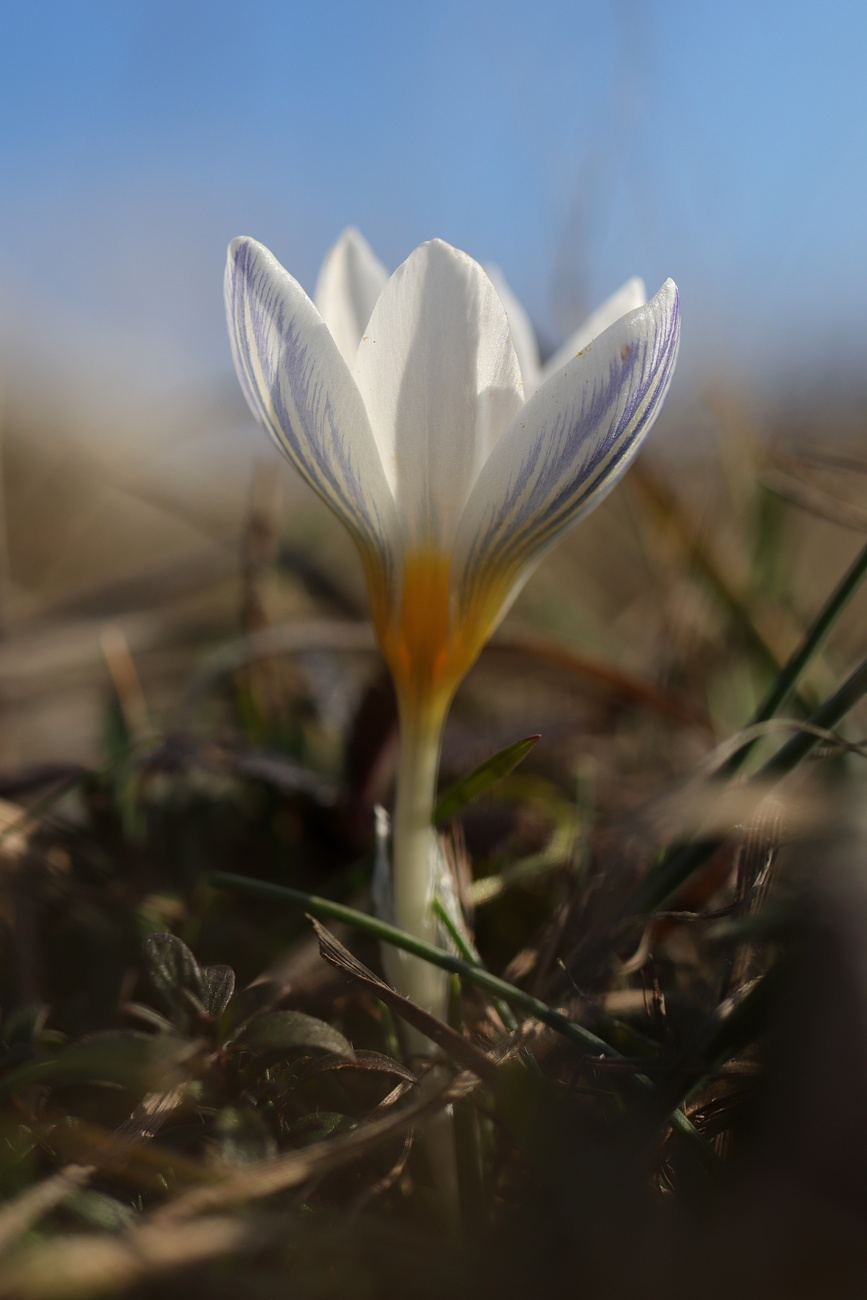 Изображение особи Crocus tauricus.