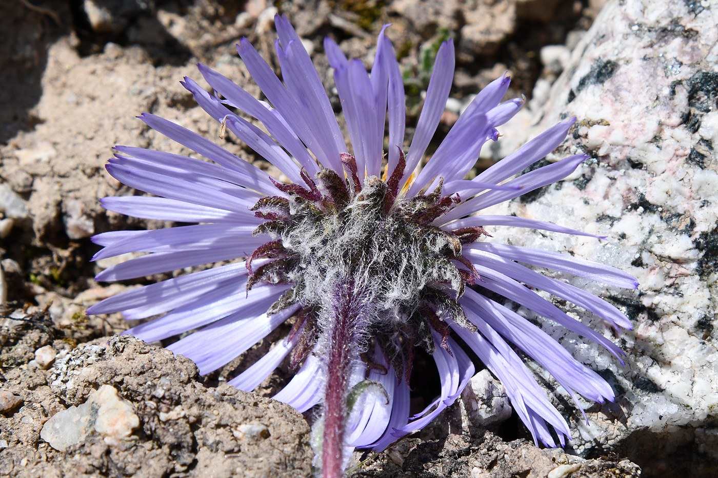 Image of Erigeron heterochaeta specimen.
