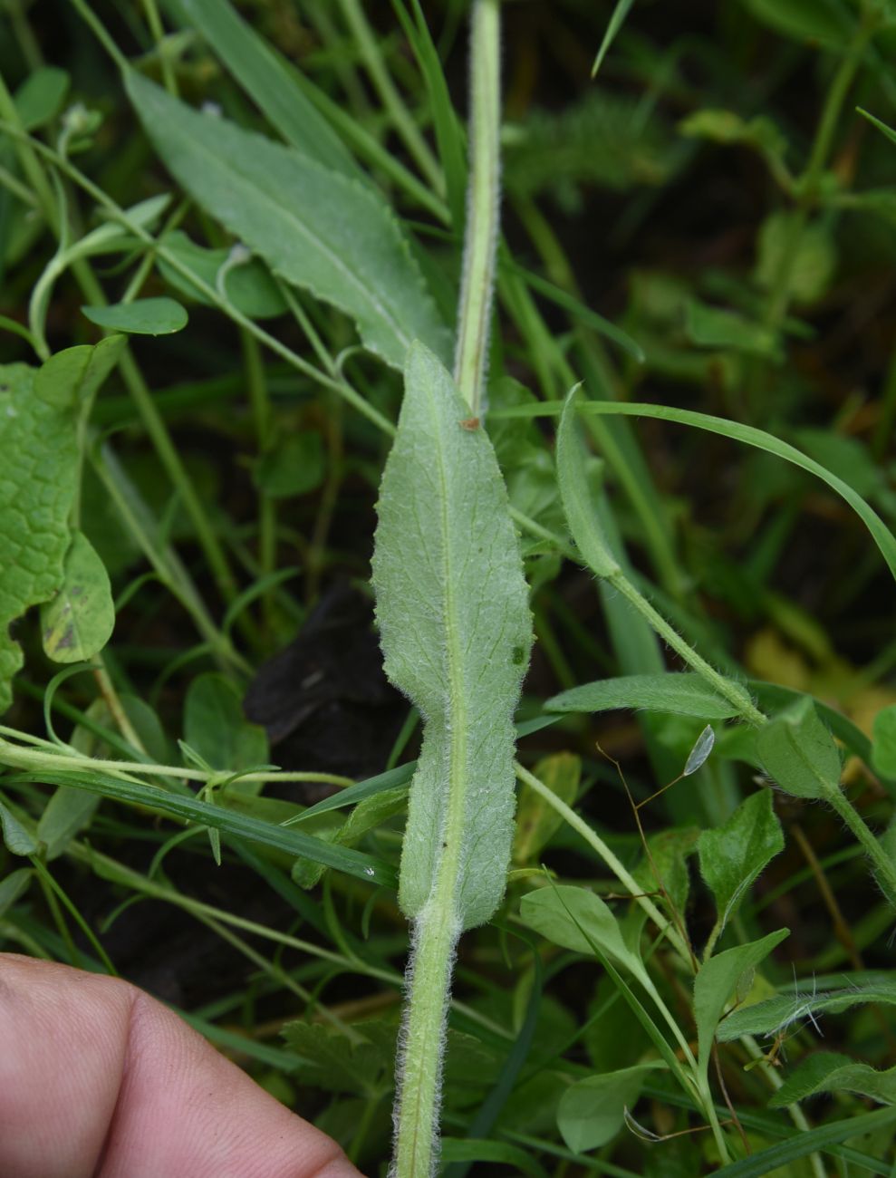 Изображение особи Tephroseris subfloccosa.