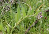 Chorispora tenella