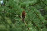 Larix potaninii. Ветвь с шишкой. Китай, провинция Юннань.