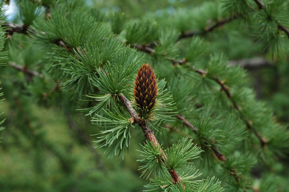 Изображение особи Larix potaninii.