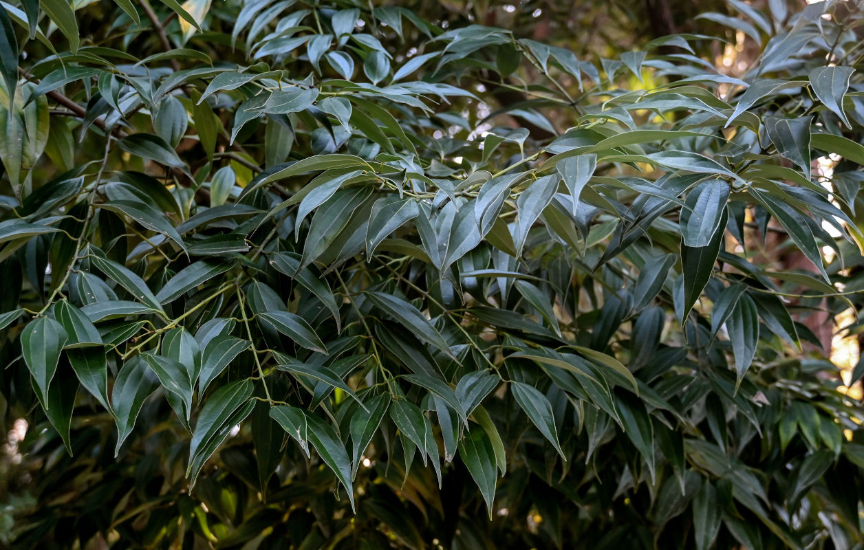 Image of Cinnamomum chekiangense specimen.
