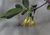 Lonicera edulis