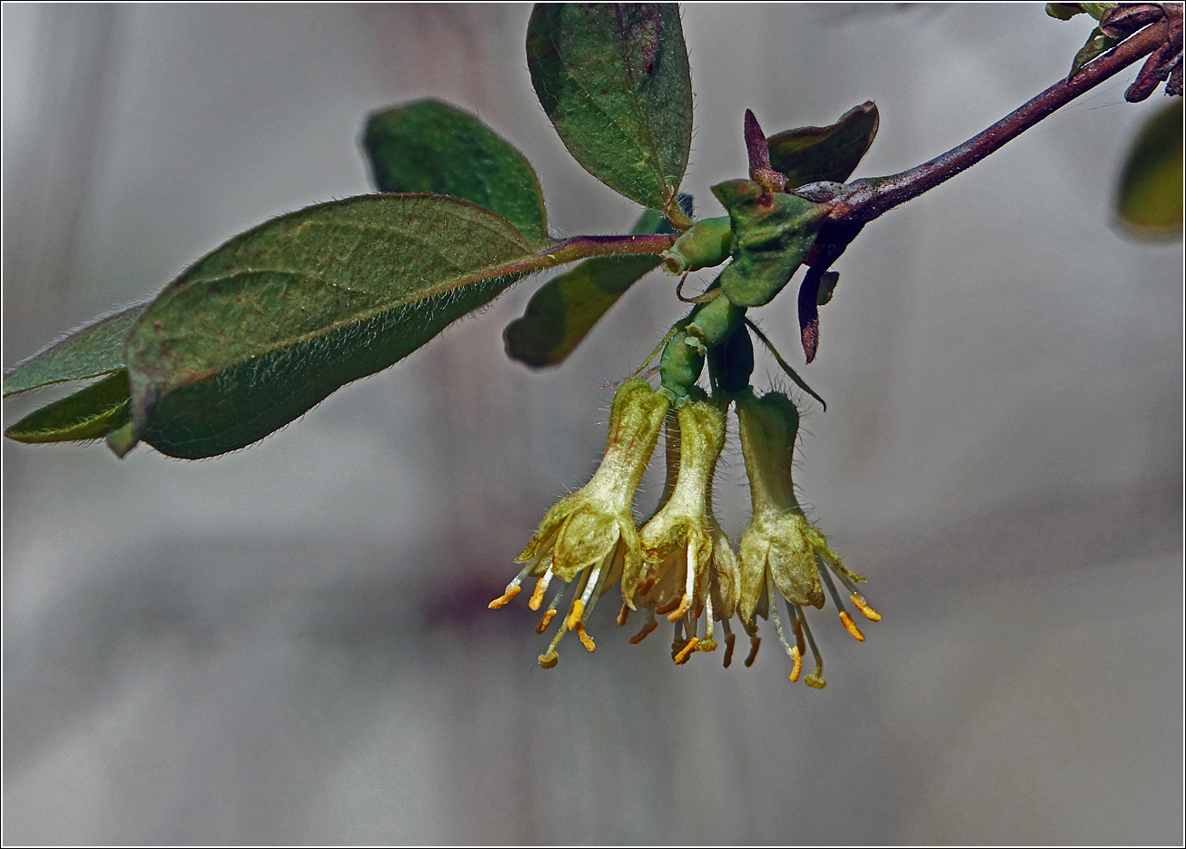 Изображение особи Lonicera edulis.