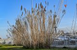 Arundo donax