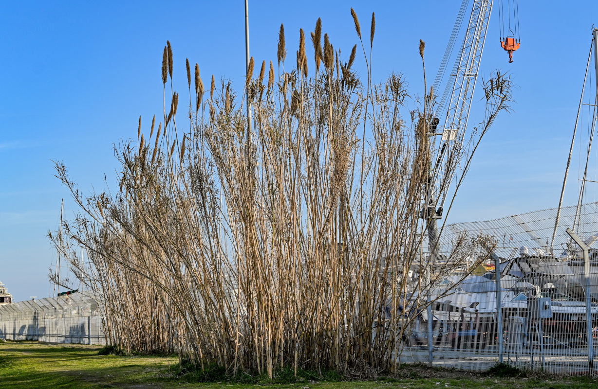 Image of Arundo donax specimen.