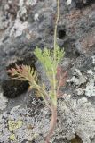 genus Papaver. Часть побега. Грузия, Самцхе-Джавахети, окр. ур. Немецкая дорога, выс. 1400 м н.у.м., луг. 18 мая 2025 г.