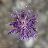 genus Jurinea. Соцветие. Крым, городской округ Ялта, окр. пгт Санаторное (Меллас), заброшенный парк, в кавернах бетона. 09.06.2025.